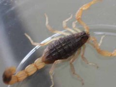 新手养殖蝎子为什么伤亡比较大？怎样减少蝎子伤亡比例？