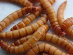 蝎子爱吃的昆虫有哪些?人工为蝎子配置饲料要注意哪些事项?