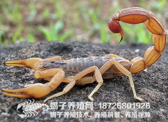 常温下养殖蝎子，应该注意哪些事项呢