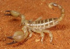 巴勒斯坦毒蝎研究  挖掘潜在的蝎毒价值